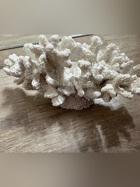 Natural White Coral Decorative Accent